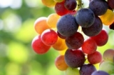 România, interesată să importe produse agricole din Republica Moldova