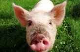 Mobilizare în România pentru prevenirea apariţiei gripei porcine