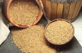 Moldova va sista exportul de grâu alimentar şi furajer