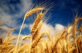Guvernul a anulat restricţiile la exportul de grîu alimentar care au fost introduse la 2 februarie 2011