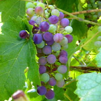 “Moldova-Vin” a înregistrat contracte de export pentru 140 mii tone de struguri