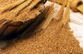Guvernul a avizat pozitiv elibrarea a 27,9 mii tone de grâu din rezerva de stat pentru susţinerea agenţilor economici