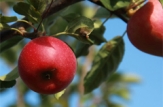 AIPA a finalizat plata compensațiilor pentru mere/prune comercializate spre procesare