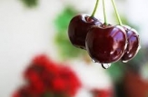 Reluarea exporturilor de fructe către Federația Rusă