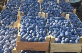 Producătorii autohtoni livrează primele fructe unuia din cei mai mari distribuitori cu amănuntul din România