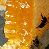 Uniunea Europeană a interzis importul de miere din Moldova