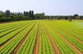 Organizația Națiunilor Unite pentru Agricultură şi Alimentație în R. Moldova va elabora un studiu pentru a evalua impactul subvențiilor oferite din Fondul Naţional de Dezvoltare a Agriculturii și Mediului Rural