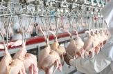 MEI a convocat ședința de lucru privind evaluarea nivelului de implementare a Foii de parcurs pentru obținerea de către Moldova a dreptului de a exporta în UE carne de pasăre și ouă categoria B