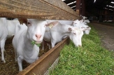 Ministerul Agriculturii a lansat primul apel de subvenționare per cap de animal