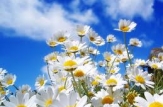 Comercializarea florilor pe Calea Basarabiei a fost interzisă