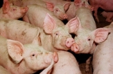 O comisie condusă de Victor Stepaniuc va elabora măsuri de prevenire a apariţiei gripei porcine din Moldova
